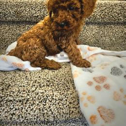 Cedar - Red  male Poodle puppy in Salt Lake City, Utah from Premier Paws