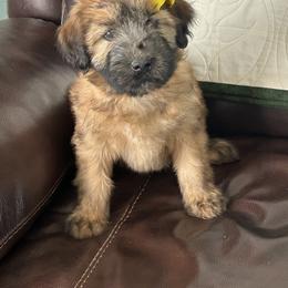 Mila. Yellow collar - Wheaten female Soft Coated Wheaten Terrier puppy in Cody, Wyoming from Yellowstone Breeders