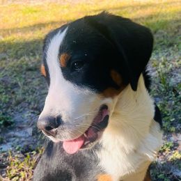 Rugby boy - Black, white and red male Greater Swiss Mountain Dog puppy in Gainesville, Florida from Ambermoon Kooikerhondje Blackamber Greater Swiss Mountain Dogs