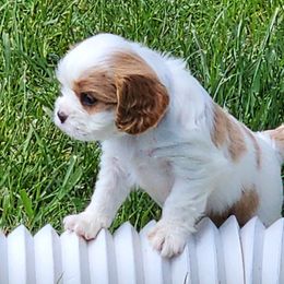 Boy 1 - Blenheim Cavalier King Charles Spaniel puppy in Layton, Utah from Bill's Cavalier