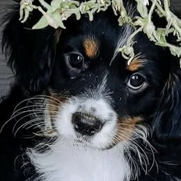 Companion Crosses from Columbia Basin Puppies
