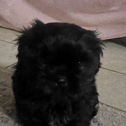 Boy 1 - Black male Shih Tzu puppy in Bristol, Tennessee from Little Mil’s Shih Tzus