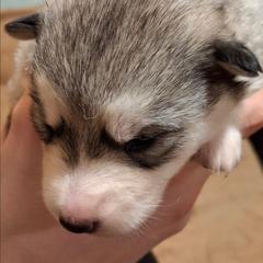 Female 4 - female Native American Indian Dog puppy in Glade Hill, Virginia from Indian Valley Kennels