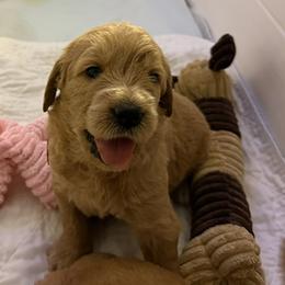 WILLOW - Red  female Goldendoodle puppy in Porter Ranch, California from Jasperdoodle.com