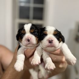 Reed - Tri-color male Cavalier King Charles Spaniel puppy in Comer, Georgia from Stratton Spaniels