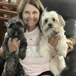 Shorkie All Grown Up from Roover's Oklahoma Shorkies
