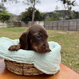 Argos AKC - Chocolate and tan male Dachshund puppy in Orlando, Florida from Metro Doxies of Orlando