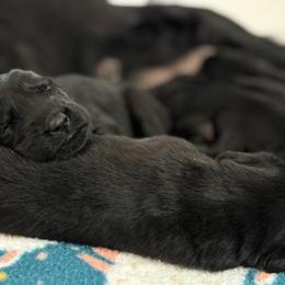 Flat-Coated Retriever Puppies from Flatline Flat-Coated Retrievers