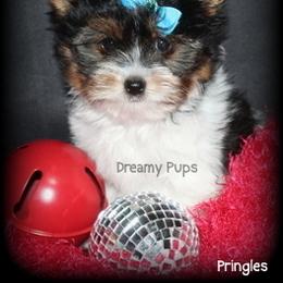 AKC Pringles  2100 - Black tan and white male Biewer Terrier puppy in Kennesaw, Georgia from Dreamy Pups