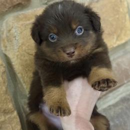 Slainte - Red tri male Miniature Australian Shepherd puppy in Melbourne, Florida from True Spirited Aussies