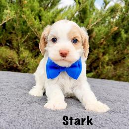Stark - Caramel red male Australian Labradoodle puppy in Mason, Michigan from Monarch Labradoodles