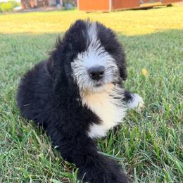 Dior with training - Black and white female Bernedoodle puppy in Boonville, North Carolina from Doods & Dolls