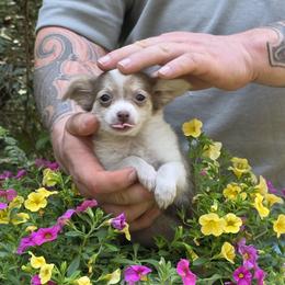 Betty - Chocolate and tan female Chihuahua puppy in East Camden, Arkansas from RoyAl