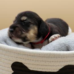 Glory (Pink Band) - Piebald female Dachshund puppy in Raleigh, North Carolina from McLovin Doxies