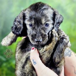 Mist - Cream female Dachshund puppy in Grants Pass, Oregon from Treasure Dachshunds
