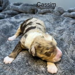Cassim. - Chocolate merle female Bernedoodle puppy in New Ringgold, Pennsylvania from Hawk Mountain Doodles
