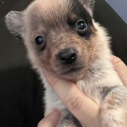 -Boy 3 - Blue male Australian Cattle Dog puppy in Kaufman, Texas from Emberwick Ranch