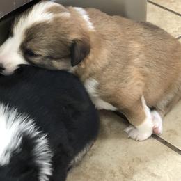 Border Collie Puppies from Burke BC’s