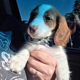 Porkchop - Piebald male Dachshund puppy in Grant, Michigan from Red Pyne Dashchuands