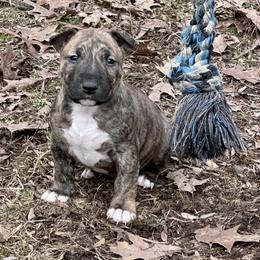 Ash - Brindle and white male Bull Terrier puppy in Springfield, Ohio from Lynn Hill Bull Terriers