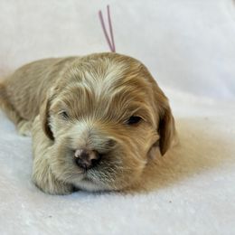 Annabeth - Golden female Cockapoo puppy in Adrian, Oregon from ApplebyFarm