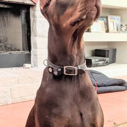 Doberman Pinscher All Grown Up from Marinela Stratulat