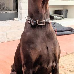 Doberman Pinscher All Grown Up from Marinela Stratulat