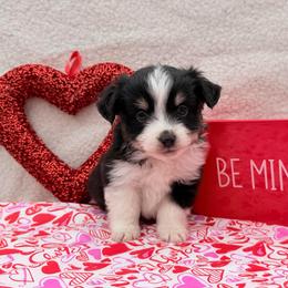 Prancer - Black tri male Toy Australian Shepherd puppy in Aurora, Missouri from Sweet Peach Puppies