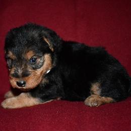 Boy 1 - Black and tan male Welsh Terrier puppy in Draper, Virginia from Shady Oaks WFT