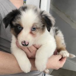 Reese - Blue merle female Australian Shepherd puppy in Kenosha, Wisconsin from Out of this World Aussies