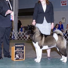 River - Akita