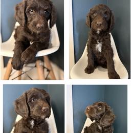 Big Bend - Chocolate male Labradoodle puppy in Lubbock, Texas from Lucky Labradoodles