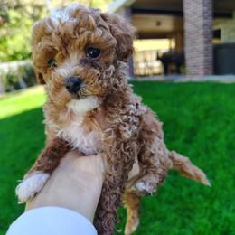 Jacob - Red  male Goldendoodle puppy in Bountiful, Utah from Red Brick Doodles