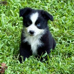 Boone - Black & white male Miniature Australian Shepherd puppy in Patterson, North Carolina from DreamLine Aussies