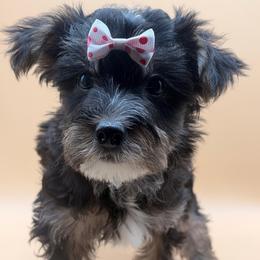Phoebe - Black and gold female Yorkshire Terrier puppy in Georgia/Florida, Florida from Fiesta Pups
