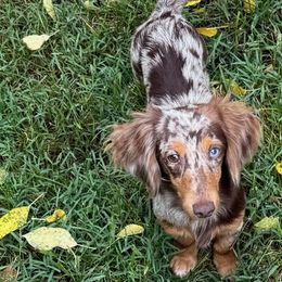 Cavapoos, Dachshunds, and Pembroke Welsh Corgis from Patrick's Puppies
