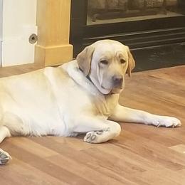 Pistachio - Labrador Retriever