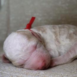 Roxy - Parti female Goldendoodle puppy in Cherry Creek, New York from Doodles Pups of NY