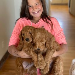 Goldendoodle Puppies from Mountainside Goldendoodle