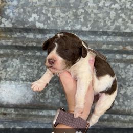 Comet - Parti male Poodle puppy in Mtn Rest, South Carolina from Stocktons Doxies & Poodles