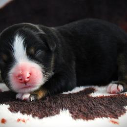 Gus - Black tri male Miniature Australian Shepherd puppy in Menomonee Falls, Wisconsin from Hunt N Oaks