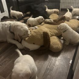 Labrador Retriever Puppies from SR Labrador Retrievers