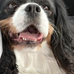 Xena - Cavalier King Charles Spaniel