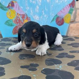 Oreo - Piebald male Dachshund puppy in Hawley, Texas from Foxy’s Dachshunds & Toy Aussies