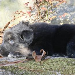 Gojo - Black tri-color male Australian Shepherd puppy in Macon, Georgia from Shaina’s Shepherds