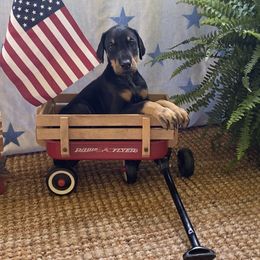 Black girl - Black and rust Doberman Pinscher puppy in Mansfield, Georgia from Marbendale’s Doberman