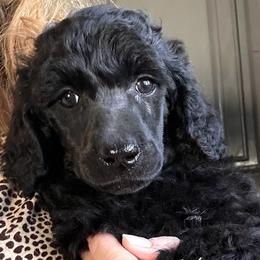 Eclair - Black female Poodle puppy in Greenwich, New York from MizzElle’s Standard Poodles