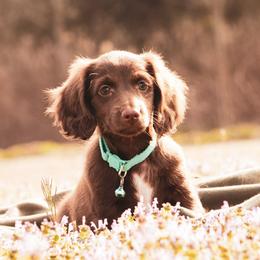 Kiwi - Chocolate female Dachshund puppy in Mena, Arkansas from Double B Corsos & Dachshunds