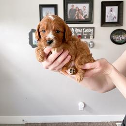 Cavapoo Puppies from Wonderful World Doodles
