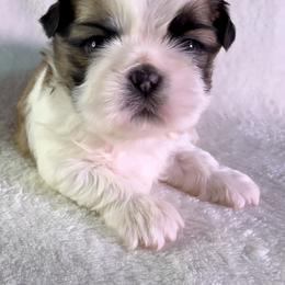 Cadbury - Gold and white male Shih Tzu puppy in Winston Salem, North Carolina from Little Miracles Shih Tzu